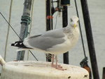 SX00453 Seagull looking inquisitively [Herring Gull - Larus Argentatus].jpg